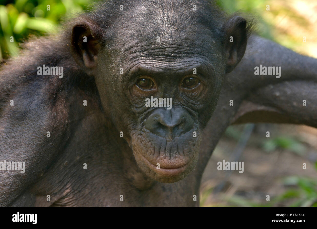 Bonobo (Pan Paniscus), Porträt, Lola ya Bonobo Heiligtum, Kimwenza, Mont Ngafula, Kinshasa, demokratische Republik Kongo Stockfoto