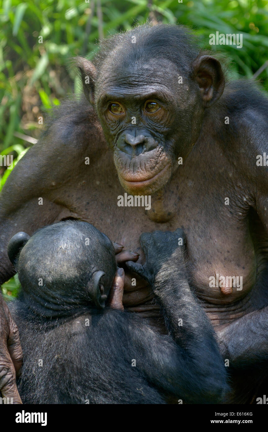 Bonobo (Pan Paniscus) Mutter gesäugt jung, Lola ya Bonobo Heiligtum, Kimwenza, Mont Ngafula, Kinshasa Stockfoto