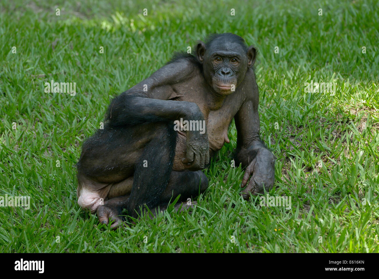Bonobo (Pan Paniscus), Lola ya Bonobo Heiligtum, Kimwenza, Mont Ngafula, Kinshasa, demokratische Republik Kongo Stockfoto