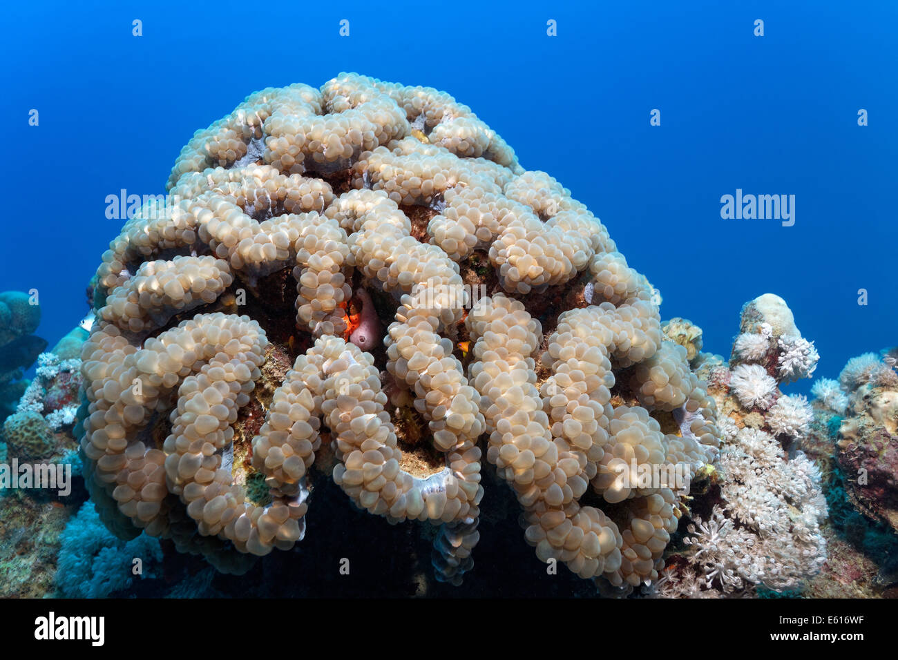Bubble-Coral (Plerogyra Sinuosa), Makadi Bay, Rotes Meer, Hurghada, Ägypten Stockfoto