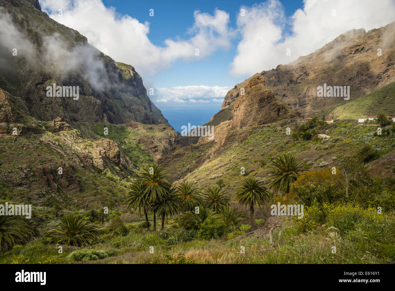 Felsformationen, Vulkangestein, Masca Schlucht, Barranco de Masca, Teneriffa, Kanarische Inseln, Spanien Stockfoto