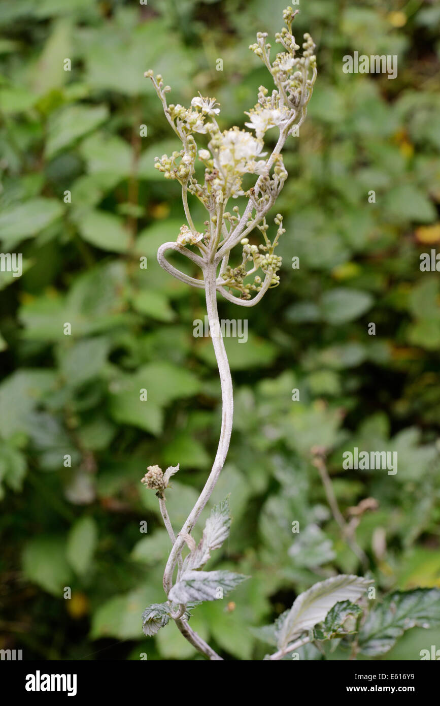 Echter Mehltau-Pilz auf Mädesüß. Filipendula Ulmaria Flowerhead, Wales, UK Stockfoto