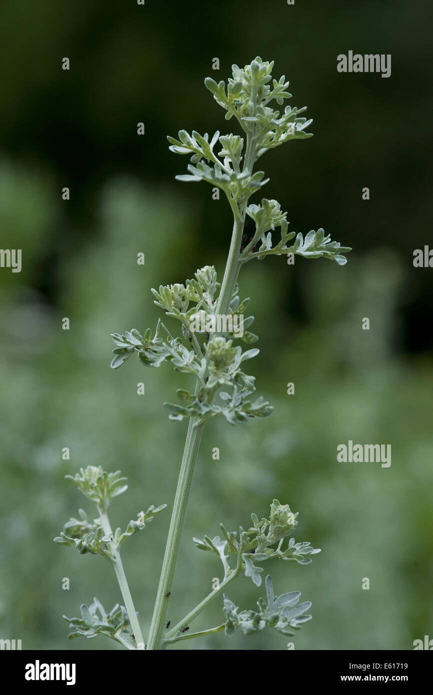 gemeinsamen Wermut, Artemisia absinthium Stockfoto