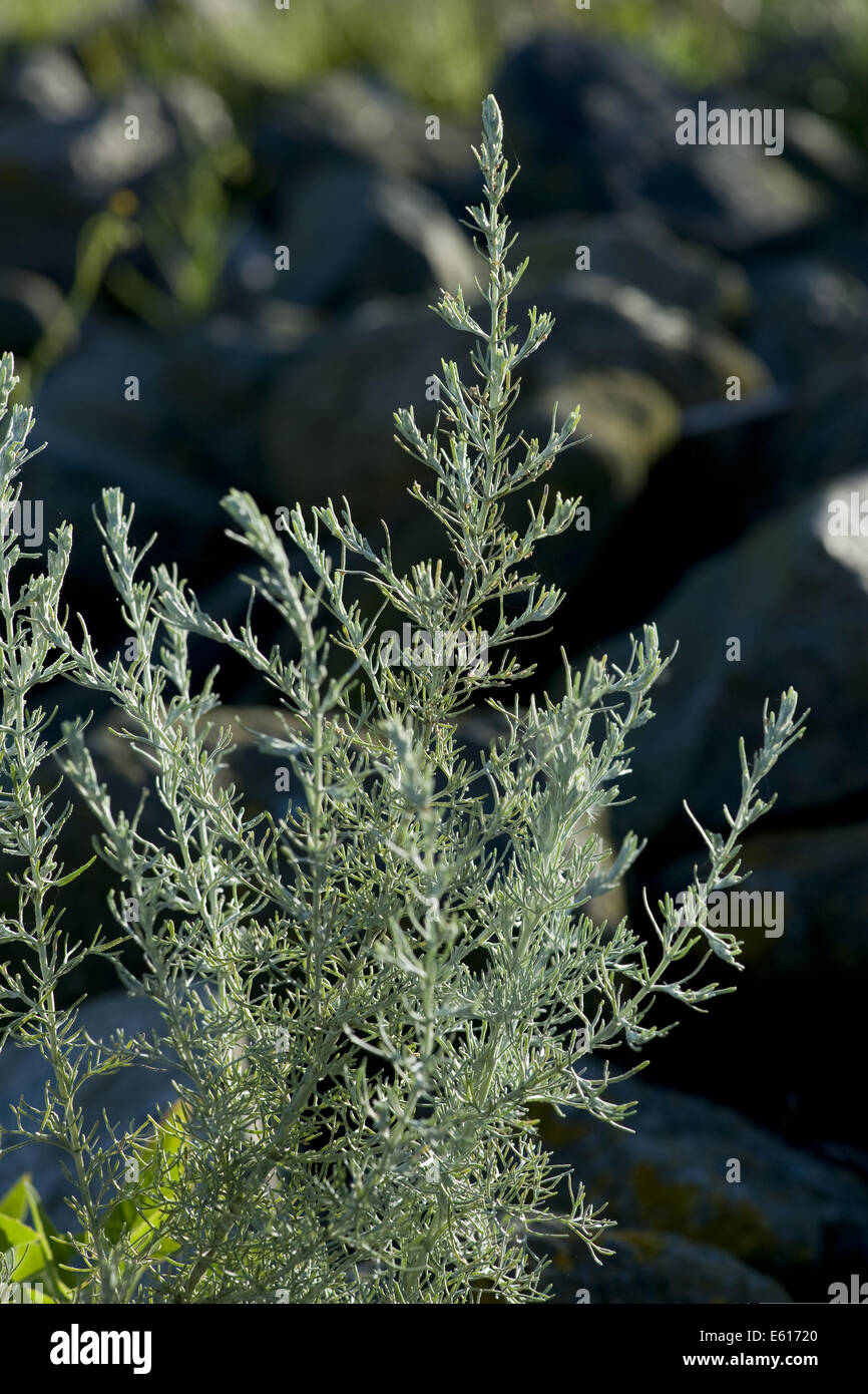 Meer Wermut, Artemisia maritima Stockfoto