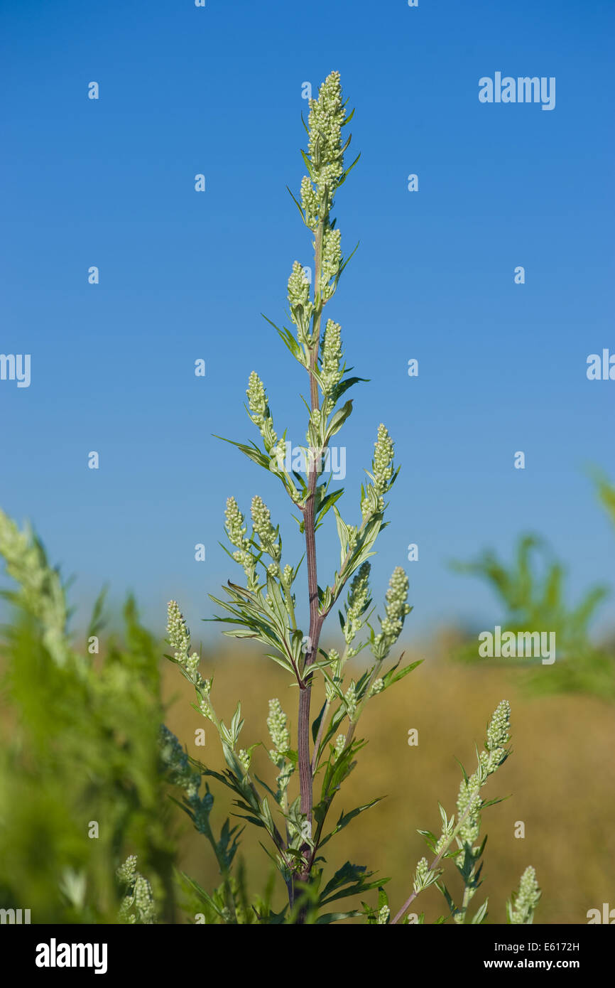 gemeinsamen Wermut, Artemisia vulgaris Stockfoto