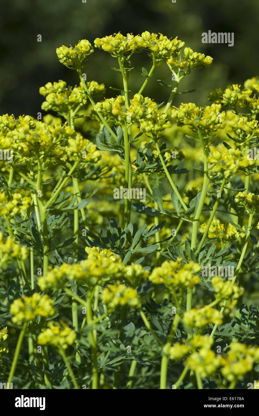 gemeinsamen Rue, Ruta graveolens Stockfoto