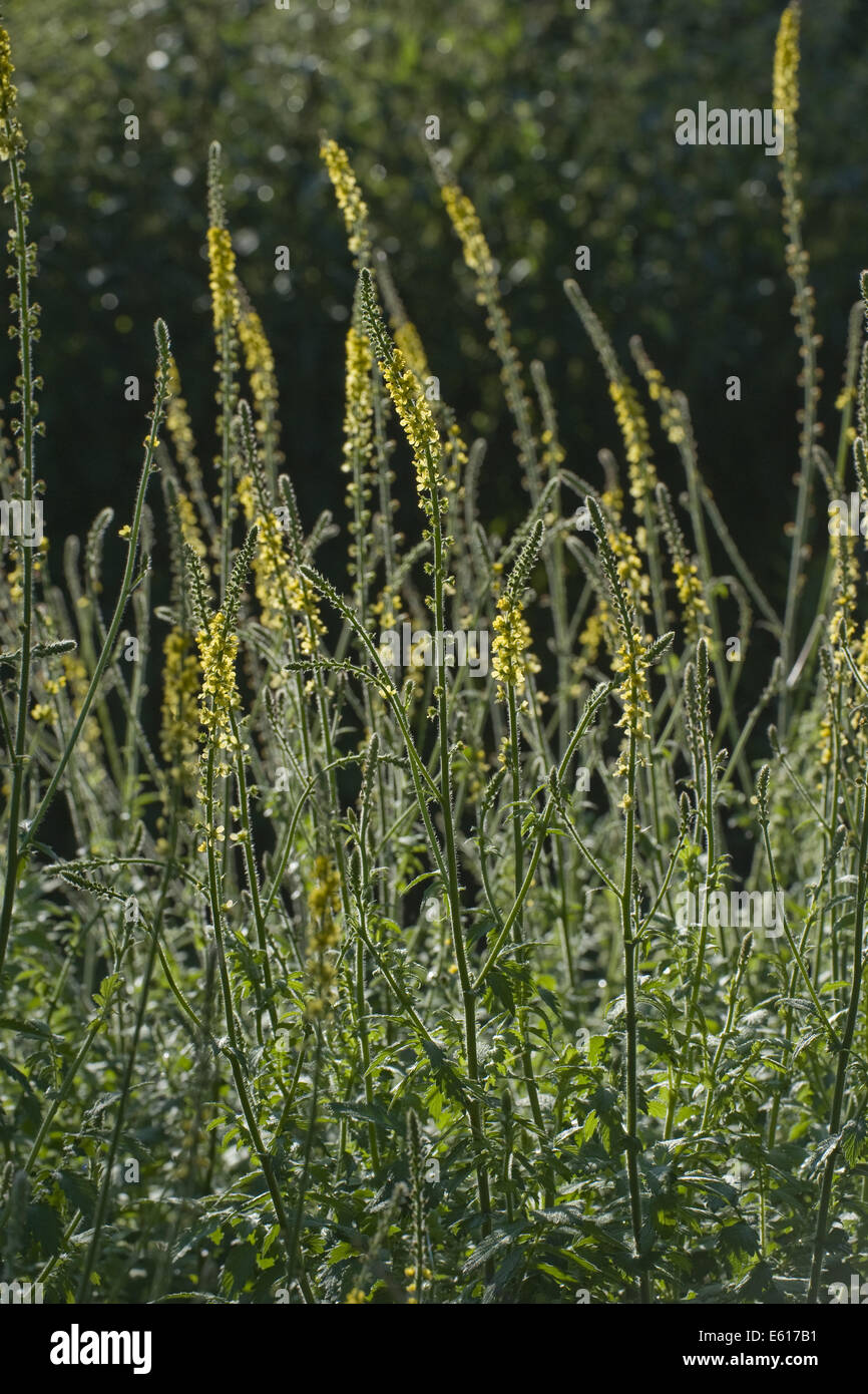 gemeinsamen Agrimony, Agrimonia eupatoria Stockfoto