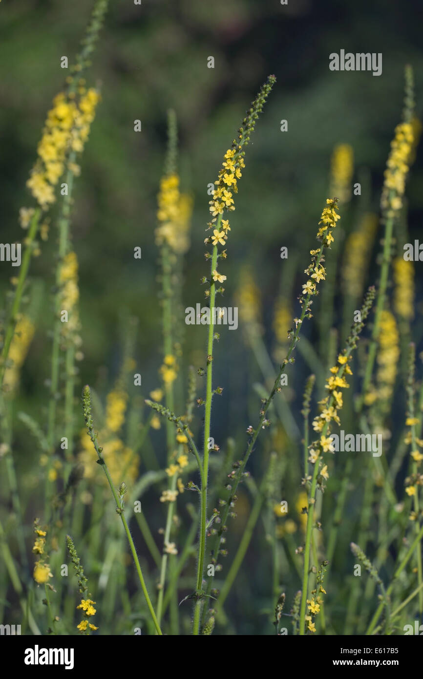 gemeinsamen Agrimony, Agrimonia eupatoria Stockfoto