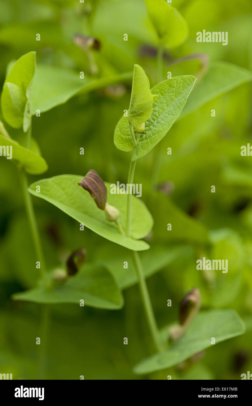 Runde-leaved Birthwort, Aristolochia rotunda Stockfoto