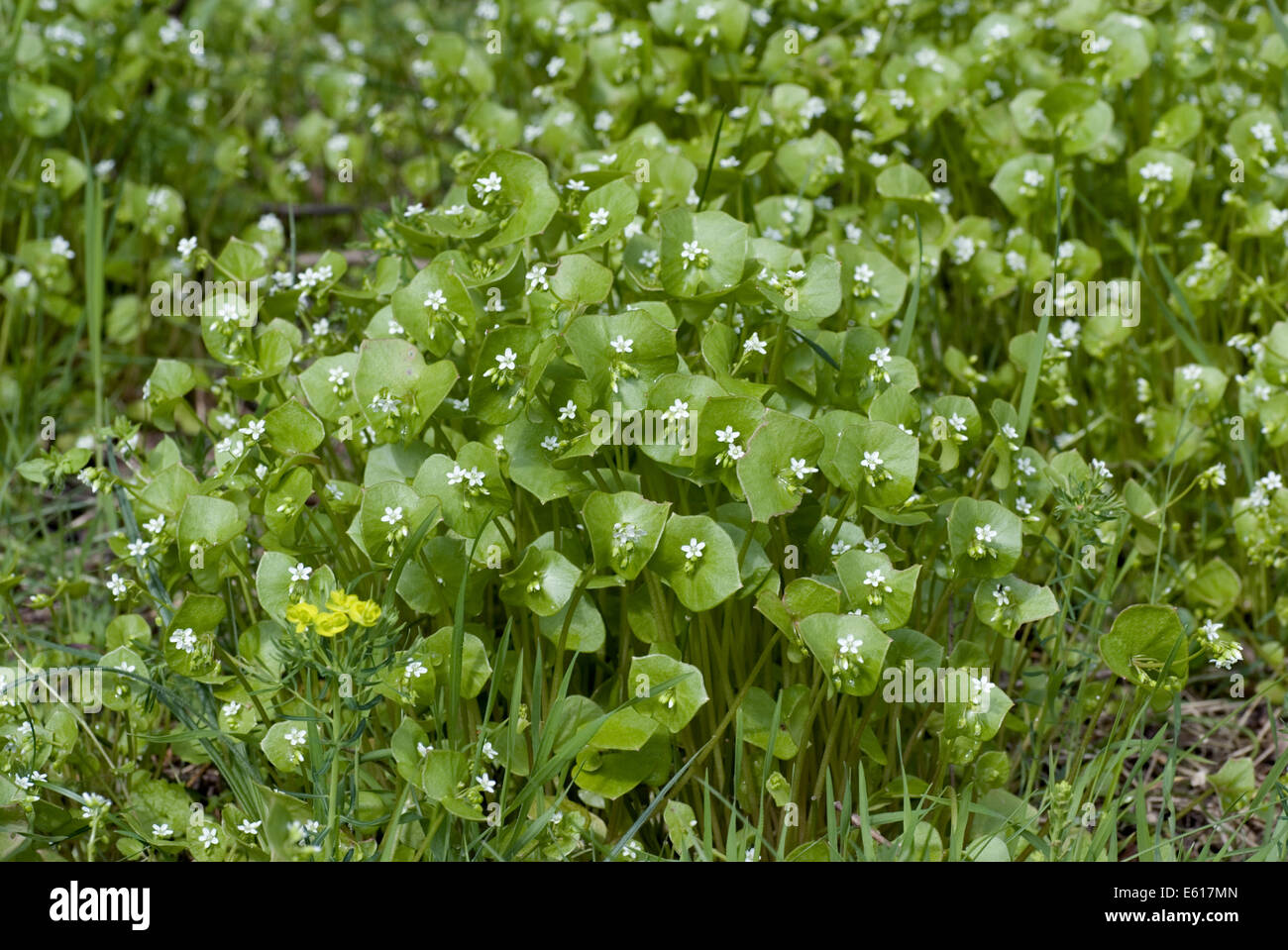 Miner's Salat, Claytonia mitriformis Stockfoto