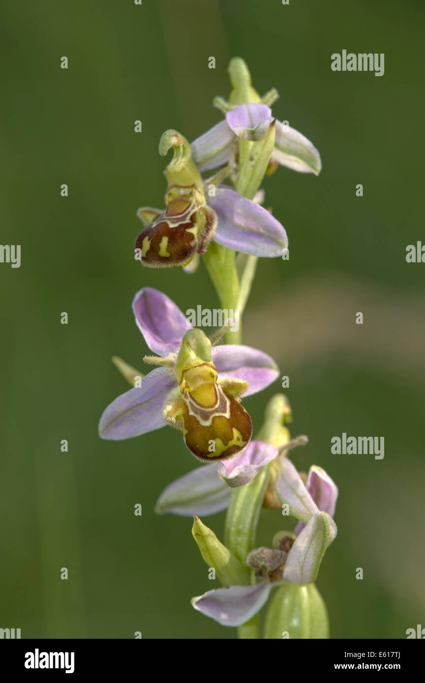 Biene Orchidee, Ophrys apifera Stockfoto