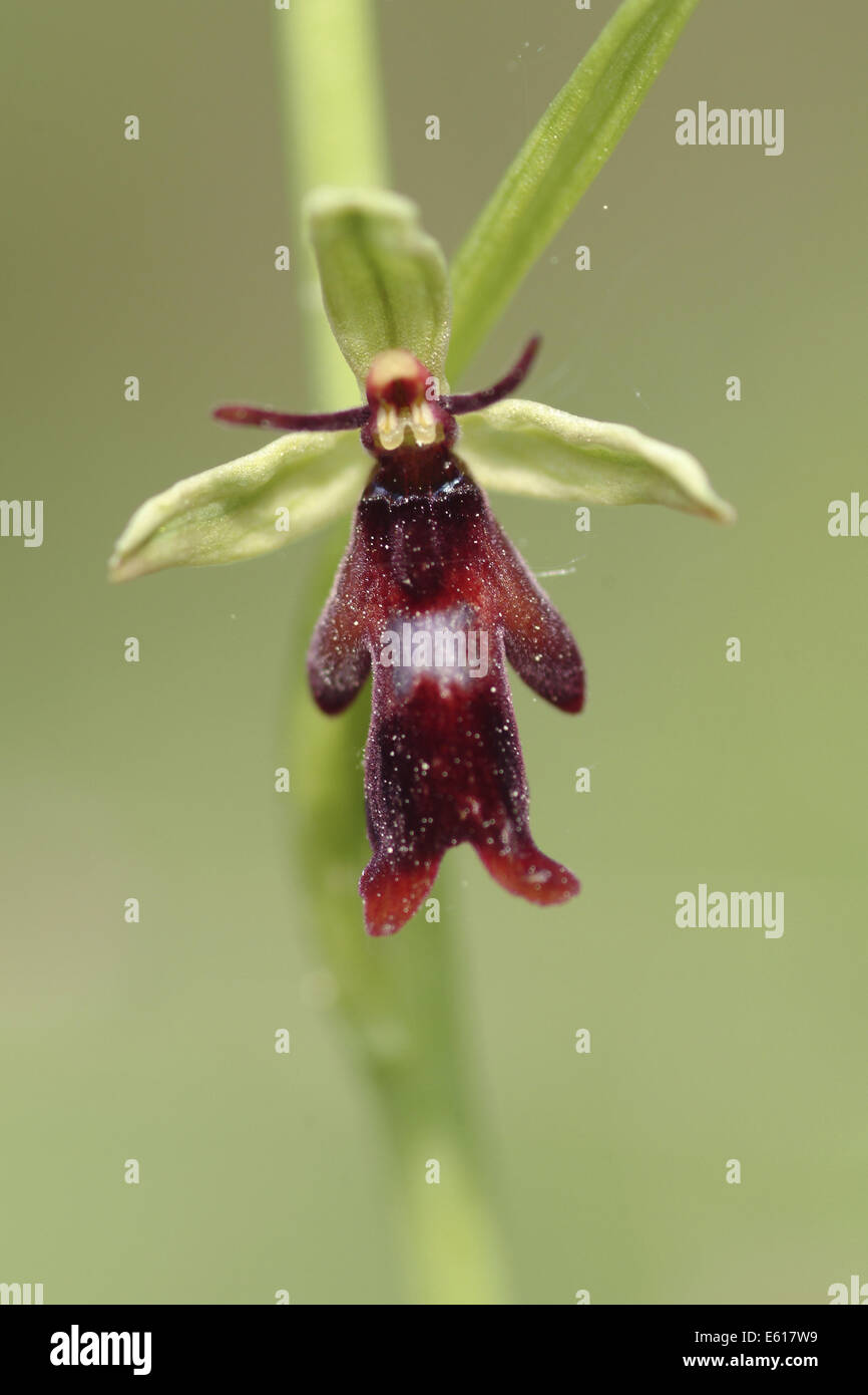 Orchidee, Ophrys Insectifera fliegen Stockfoto