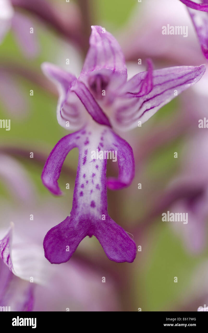 militärische Orchidee Orchis militaris Stockfoto