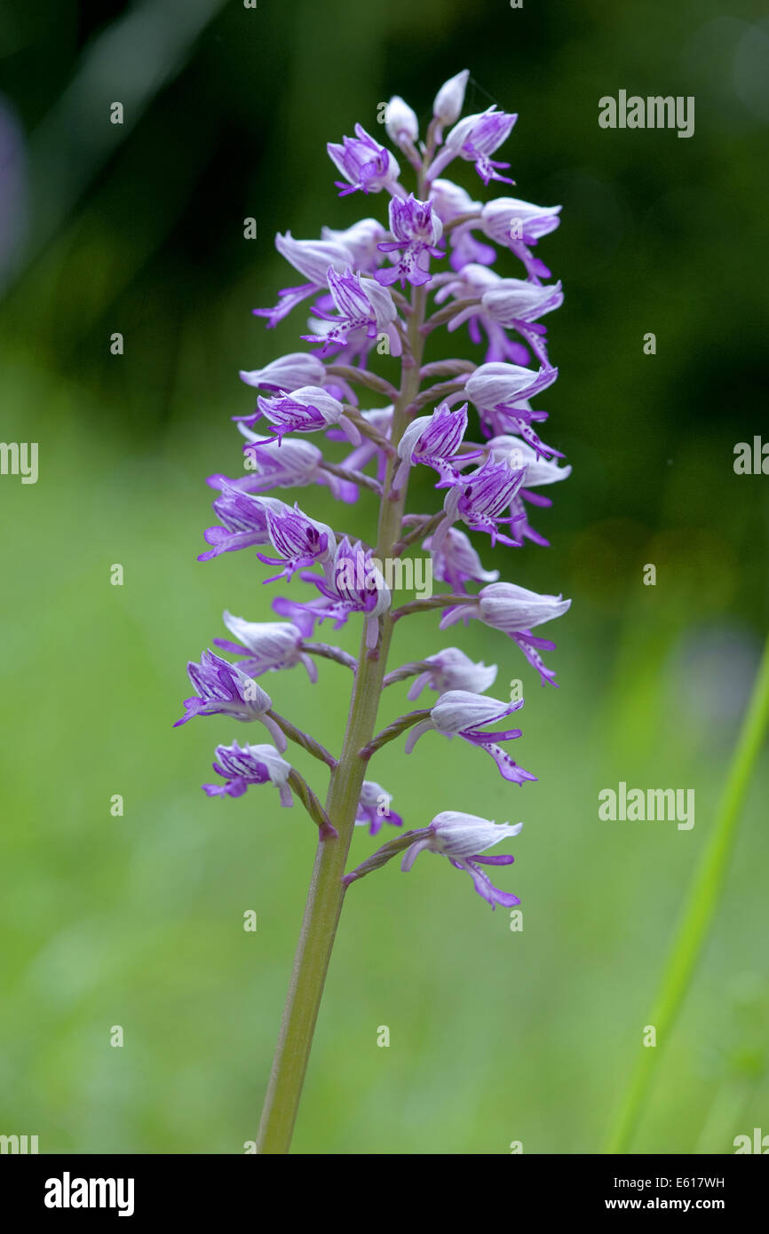 militärische Orchidee Orchis militaris Stockfoto