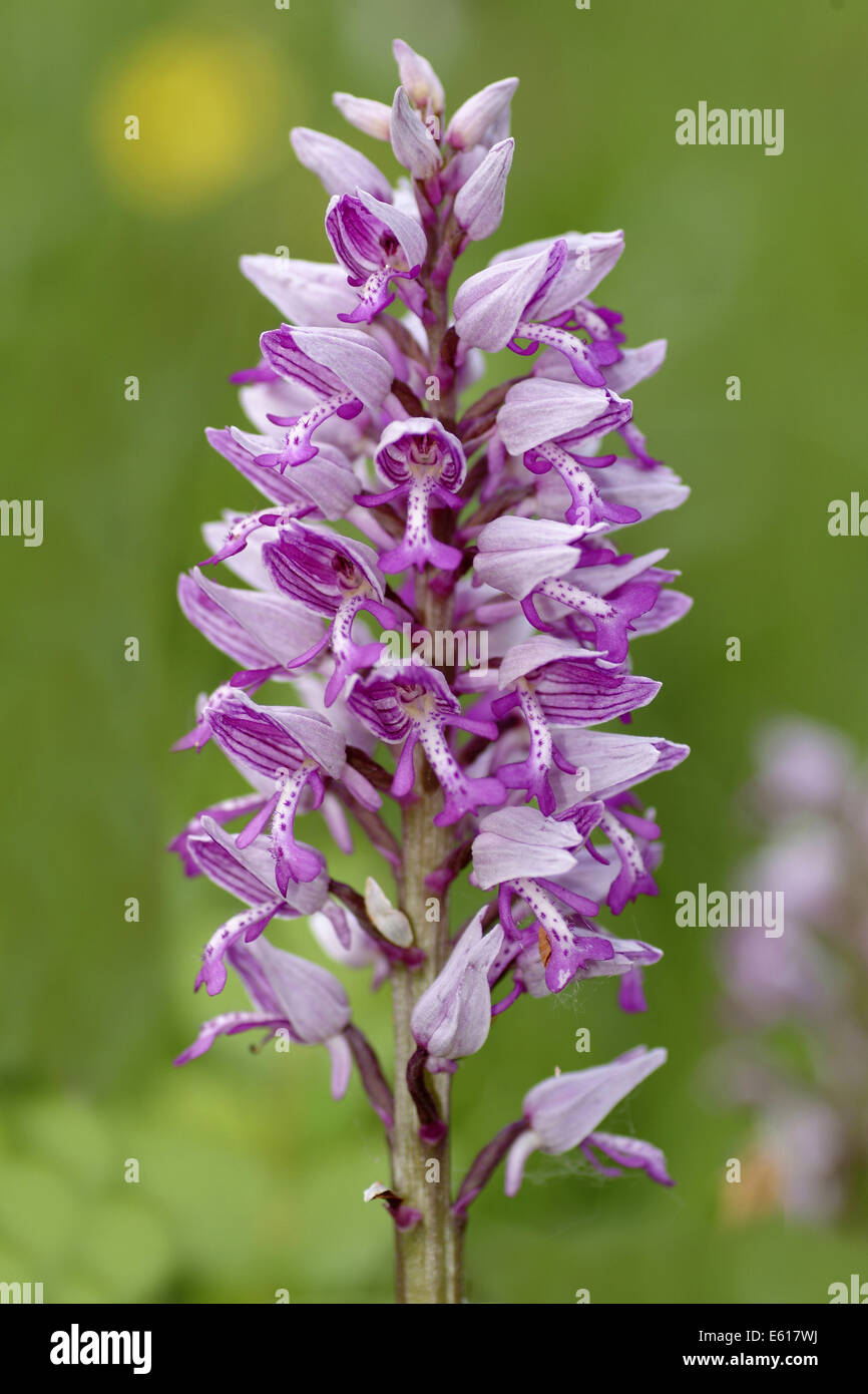 militärische Orchidee Orchis militaris Stockfoto