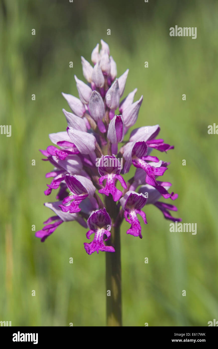 militärische Orchidee Orchis militaris Stockfoto