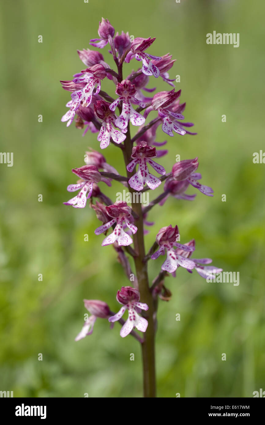 Orchidee Orchis Militaris x purpurea Stockfoto