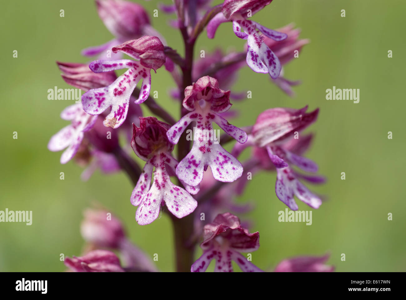 Orchidee Orchis Militaris x purpurea Stockfoto