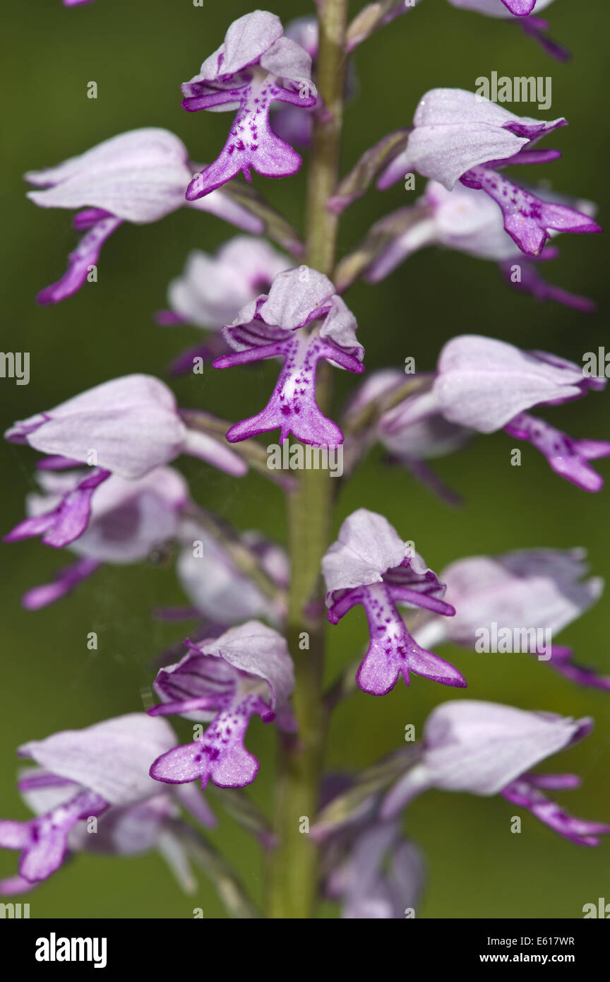 militärische Orchidee Orchis militaris Stockfoto
