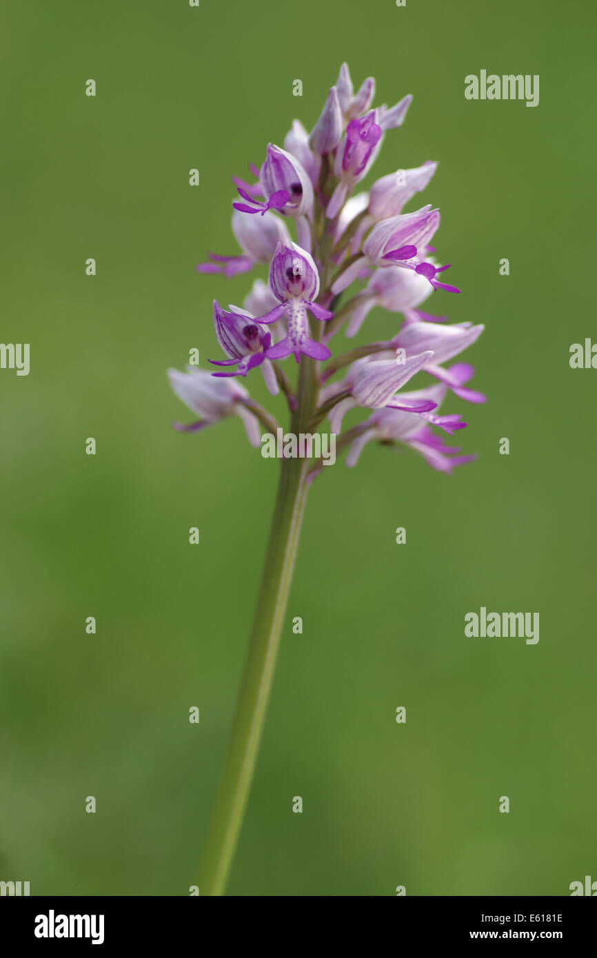 militärische Orchidee Orchis militaris Stockfoto