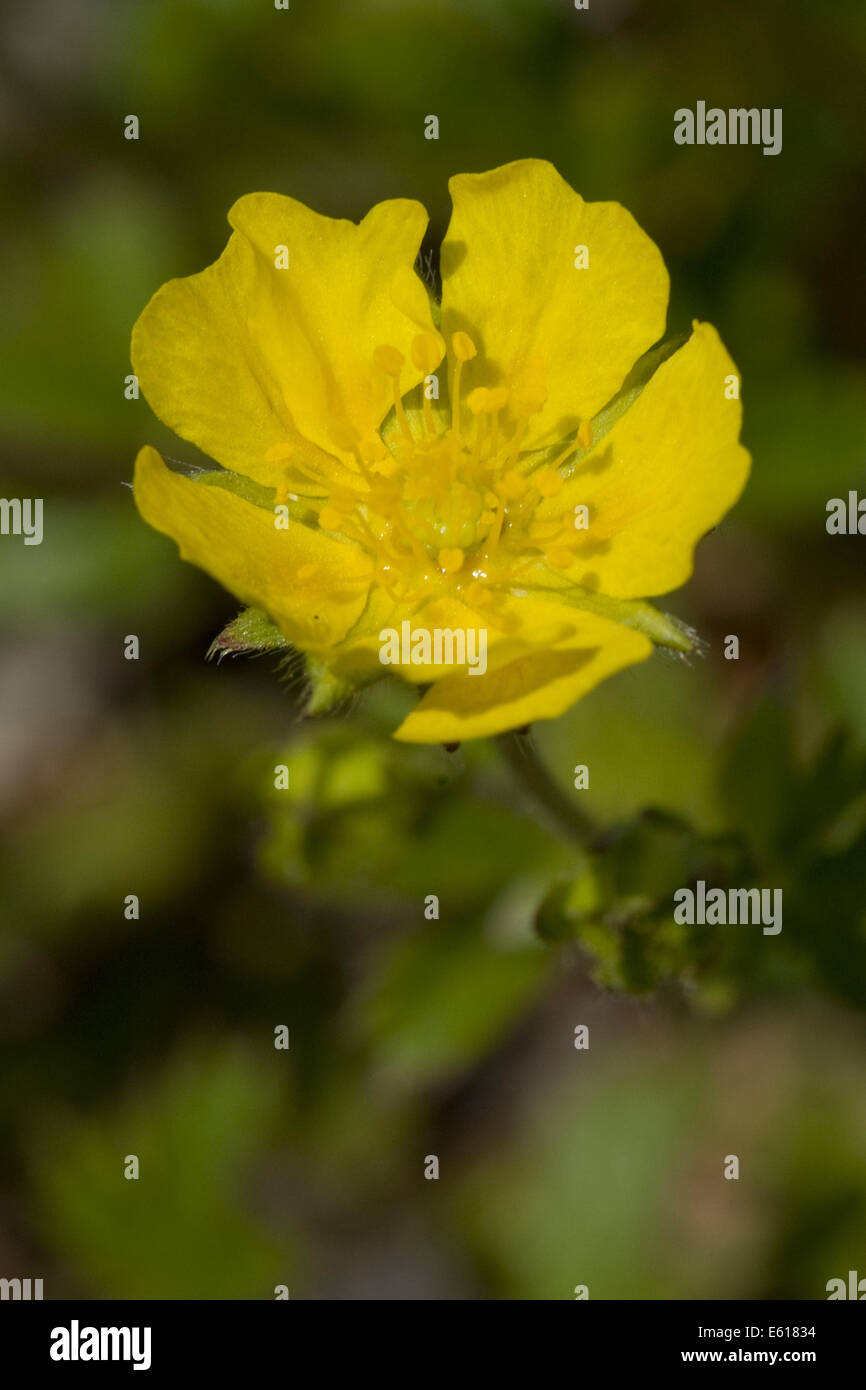 Alpine Fingerkraut, Potentilla crantzii Stockfoto