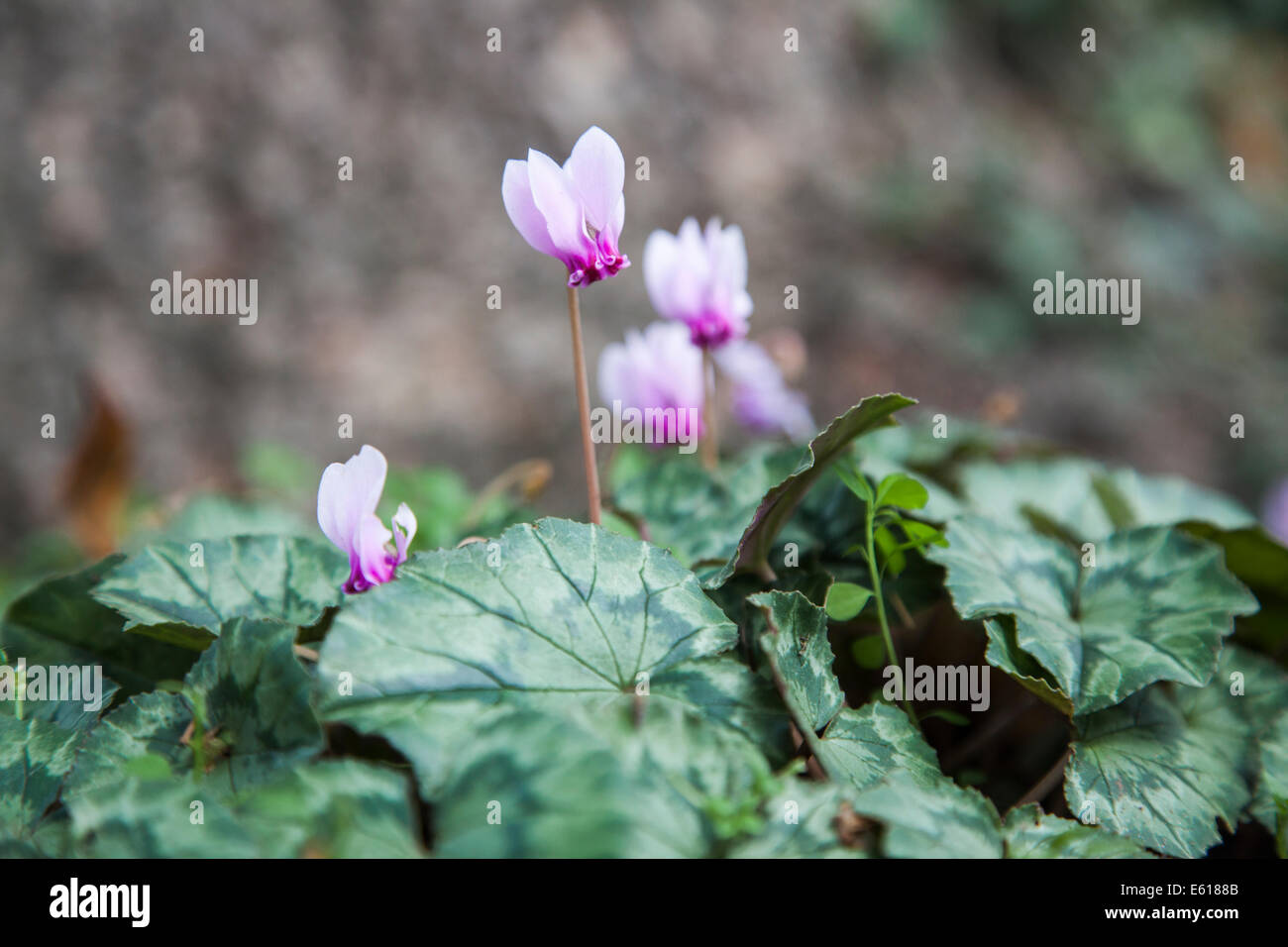 Im Herbst blühenden Alpenveilchen, lila Cyclamen hederifolium Stockfoto