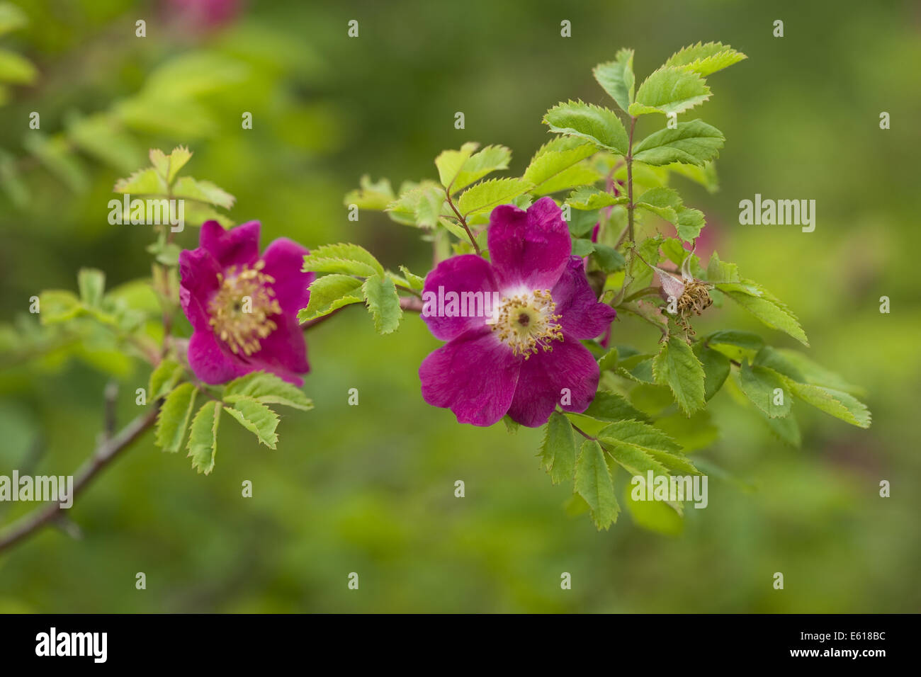 Berg-Rose, Rosa pendulina Stockfoto