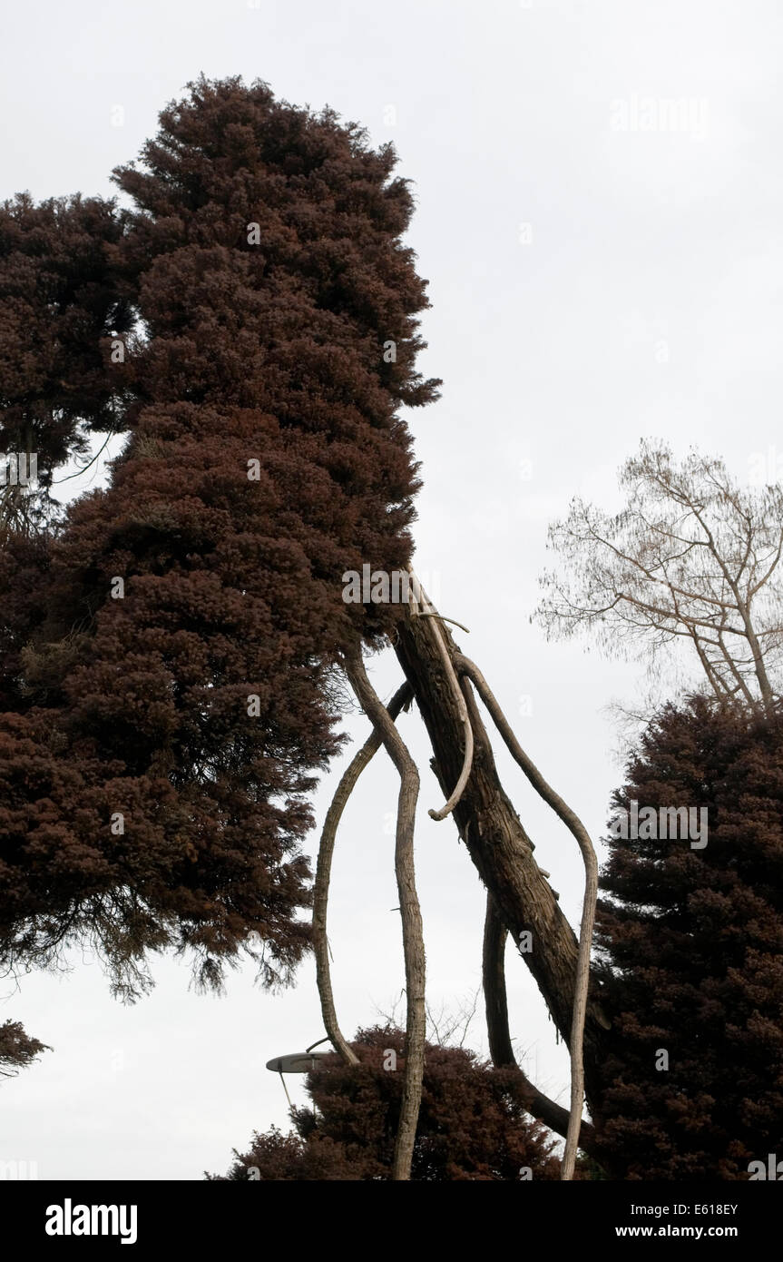 Schiefe Baum Stockfoto