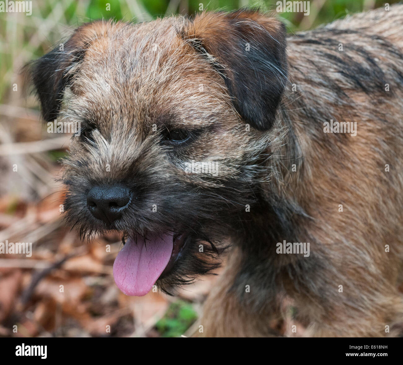 Ein Border Terrier Hund, fünf Monate alt Stockfoto