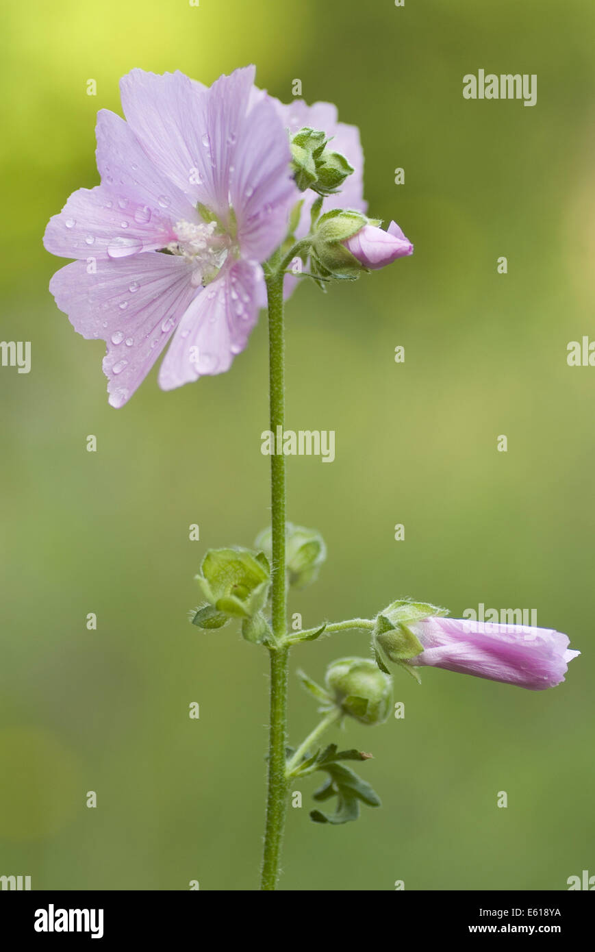 größere Moschusmalve, Malva alcea Stockfoto