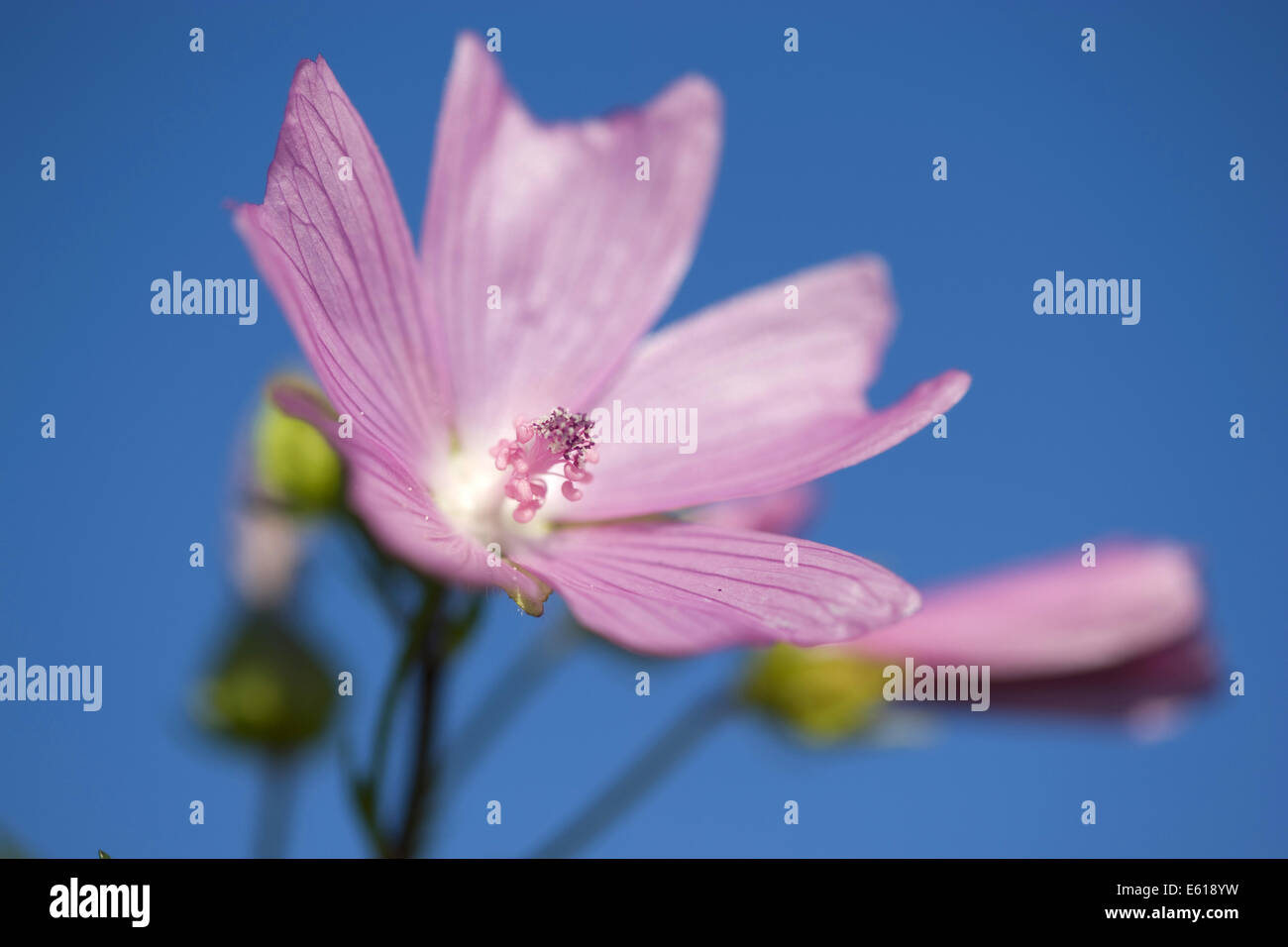 Moschusmalve, Malva moschata Stockfoto