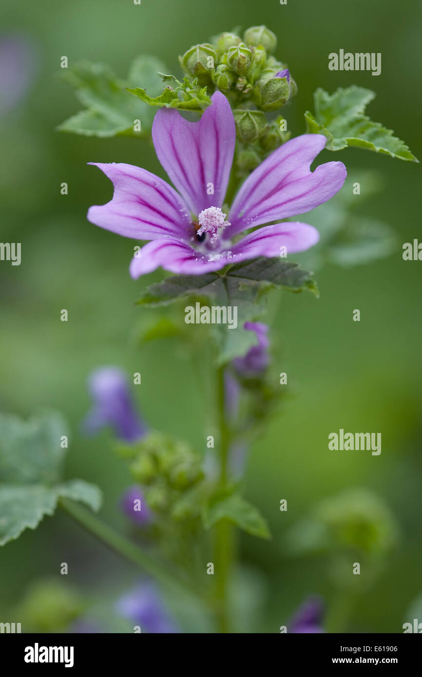 Malve, Malva sylvestris Stockfoto