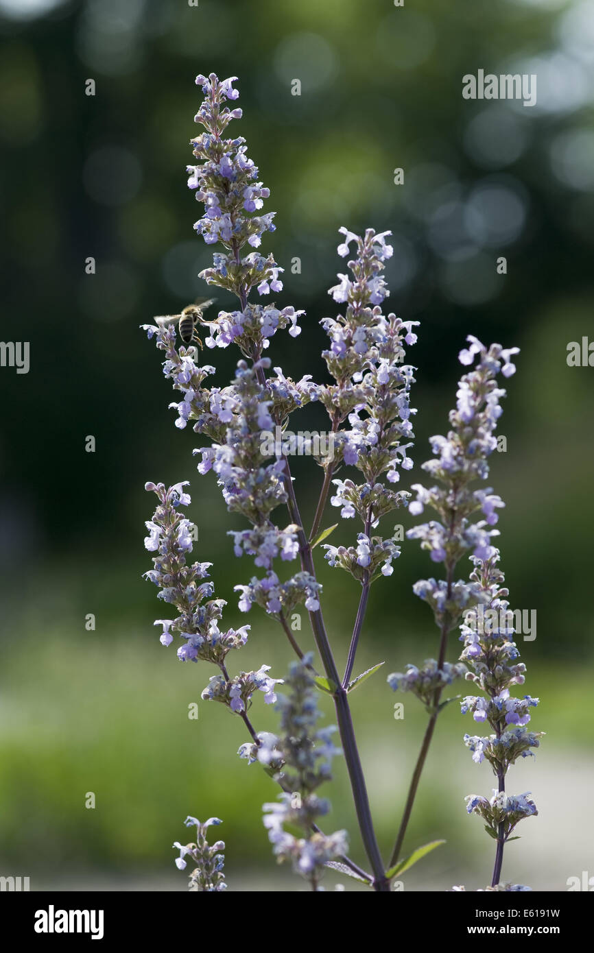 haarlose Katzenminze Nepeta nuda Stockfotografie Alamy