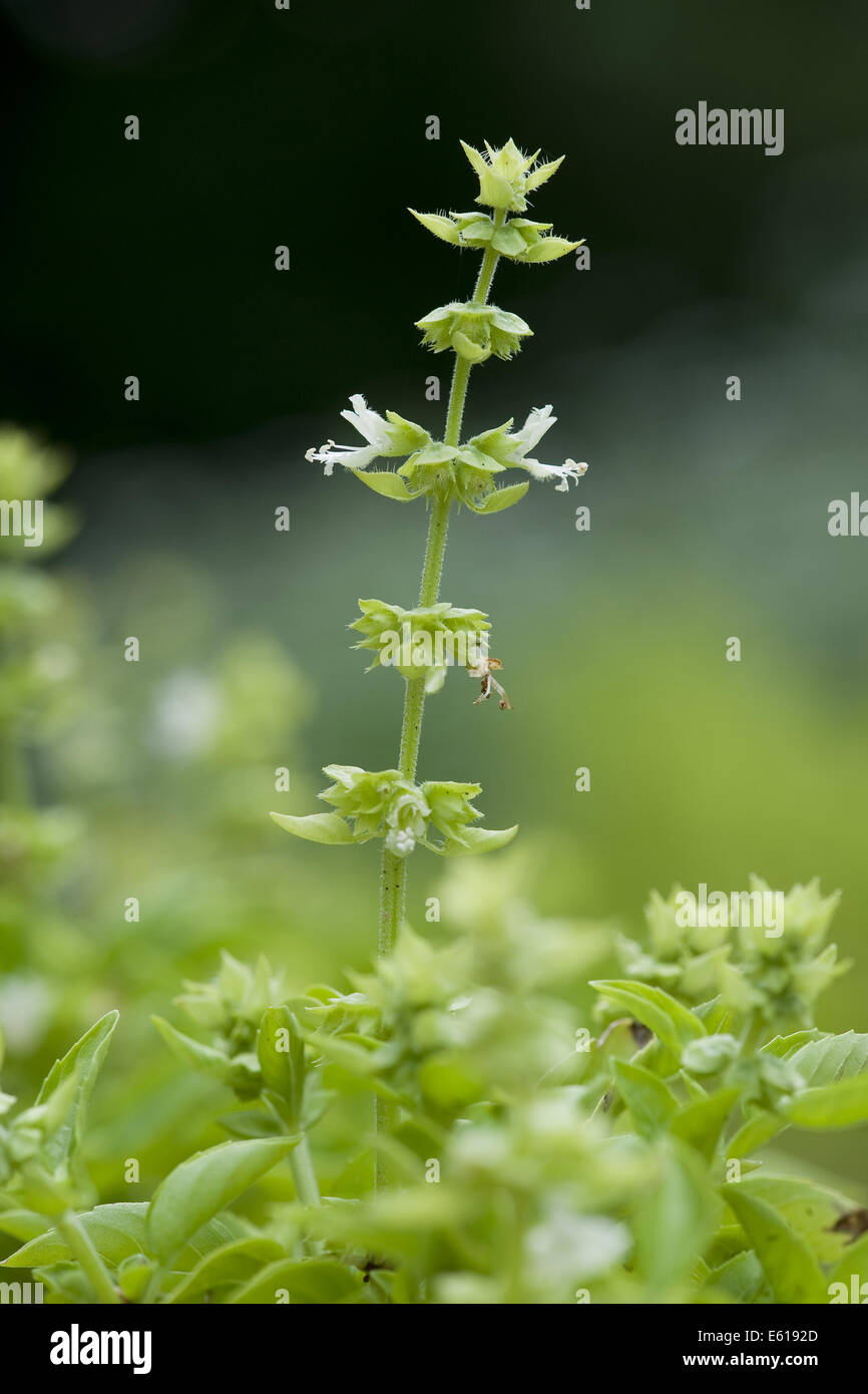 Basilikum, Ocimum basilicum Stockfoto