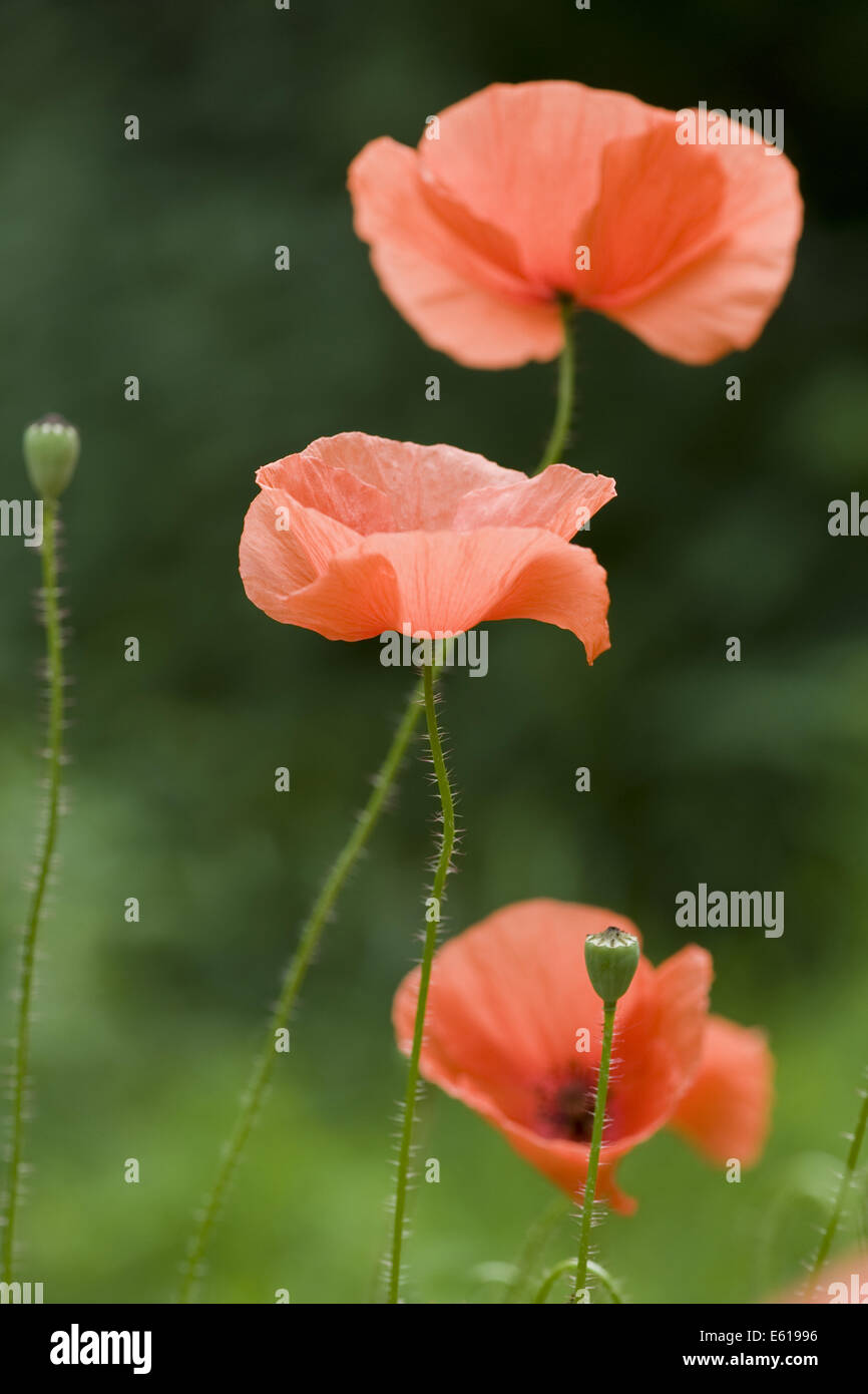 Blindeyes, Papaver dubium Stockfoto