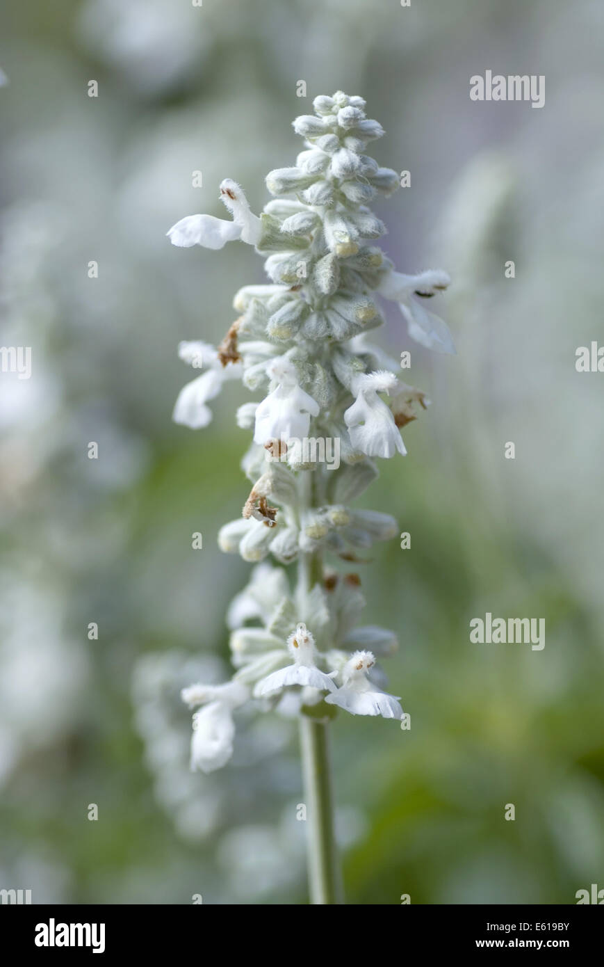 mehlige Salbei, Salvia farinaceae Stockfoto