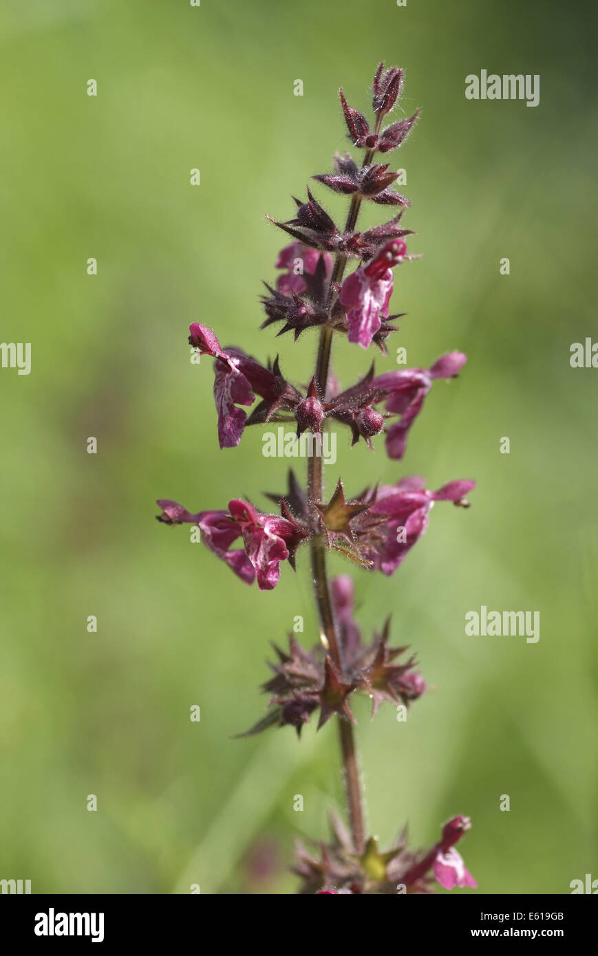 Hedge Woundwort, Niederwendischen sylvatica Stockfoto