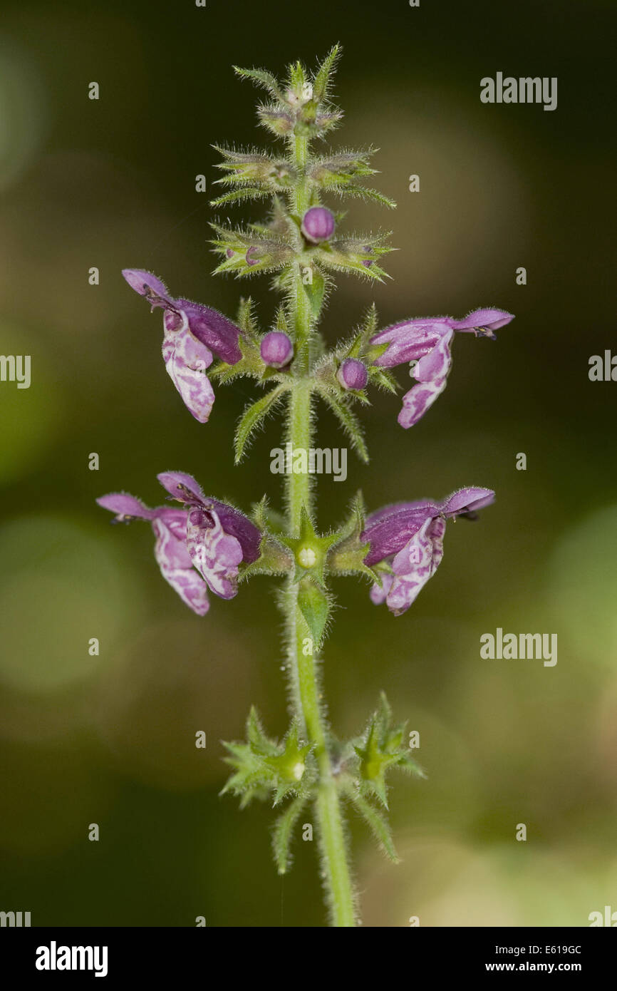 Hedge Woundwort, Niederwendischen sylvatica Stockfoto