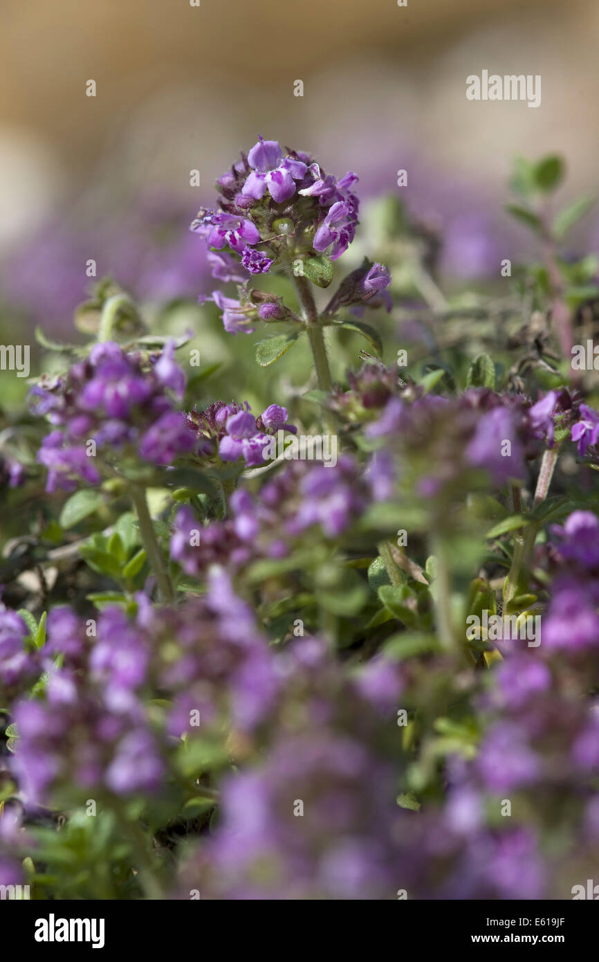 Arktische Thymian, Thymus Praecox SSP. arcticus Stockfotografie Alamy