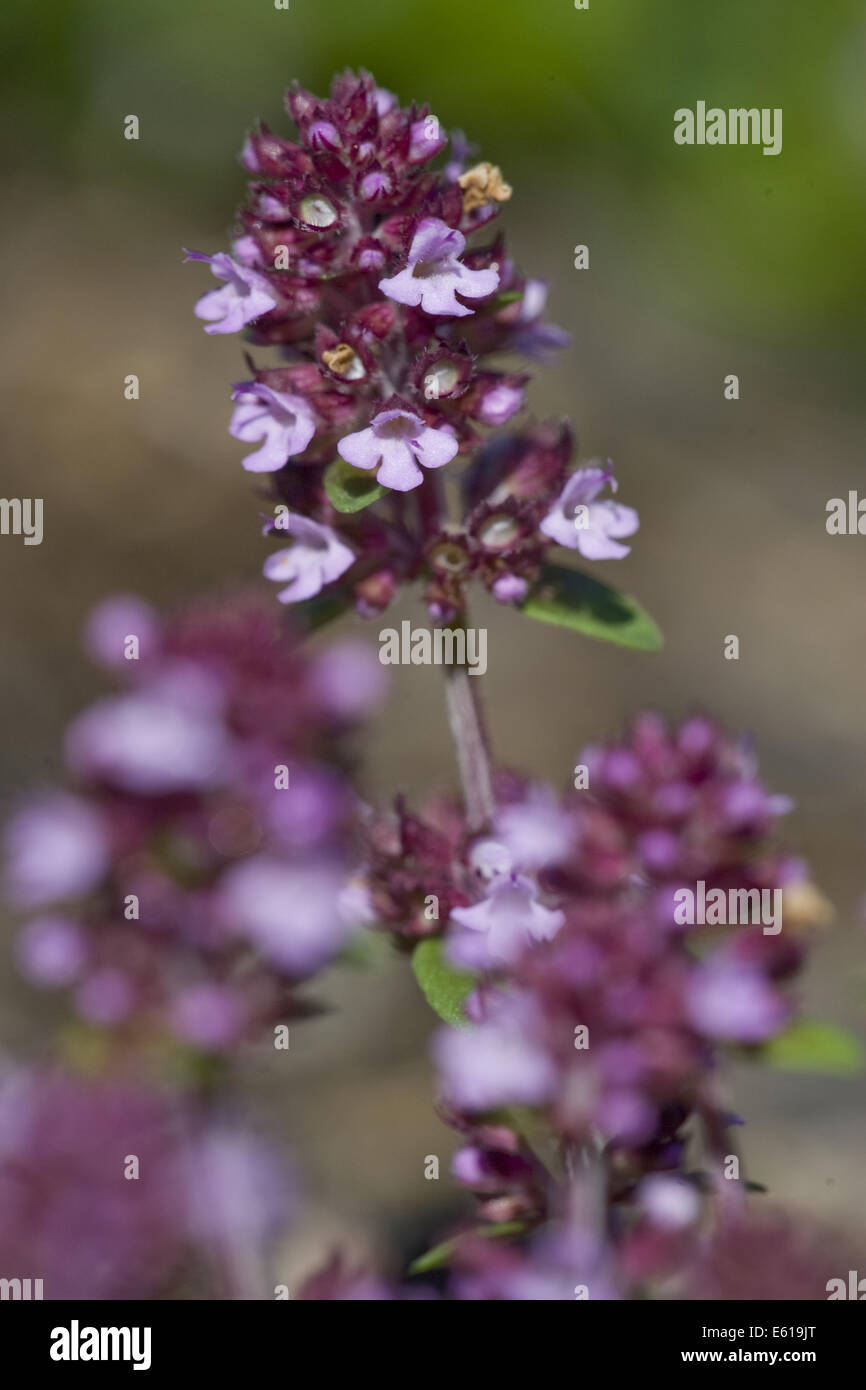 Zitronenthymian, Thymus pulegioides Stockfotografie Alamy
