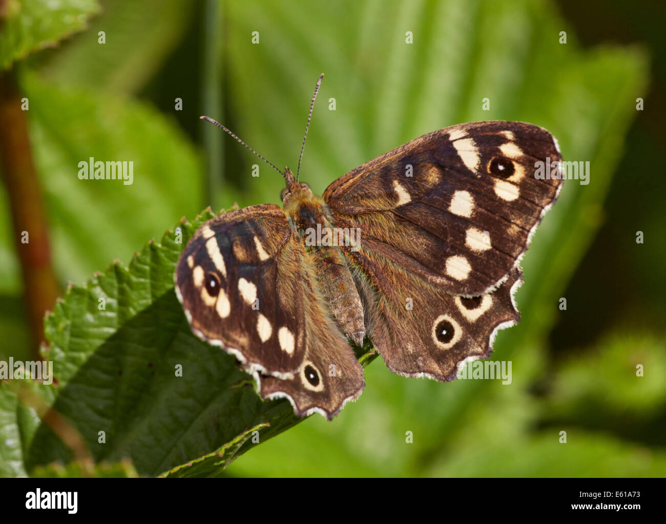 Gesprenkelte Holz Schmetterling. Bookham Common, Surrey, England. Stockfoto