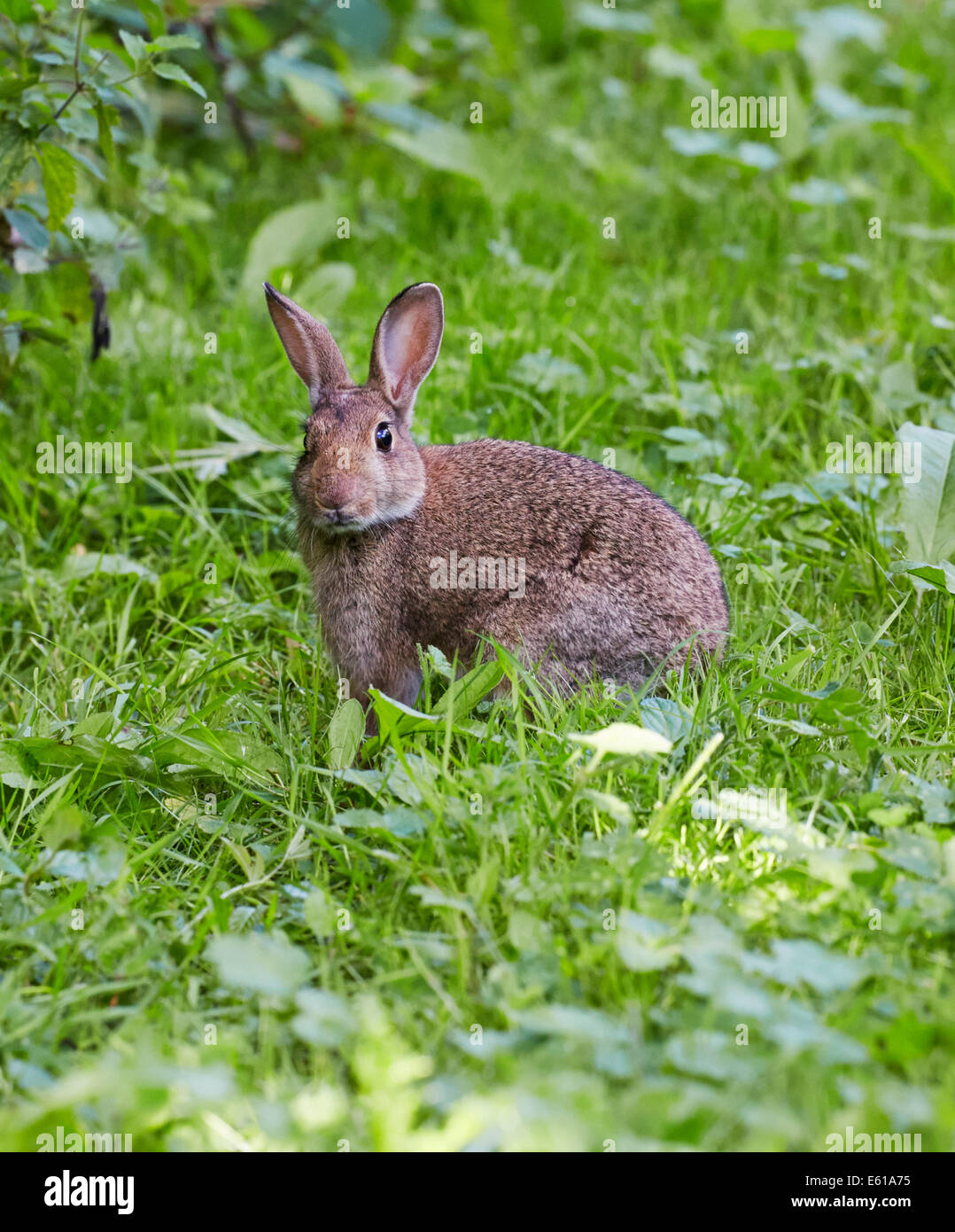 Junge Kaninchen. Bookham Common, Surrey, England. Stockfoto