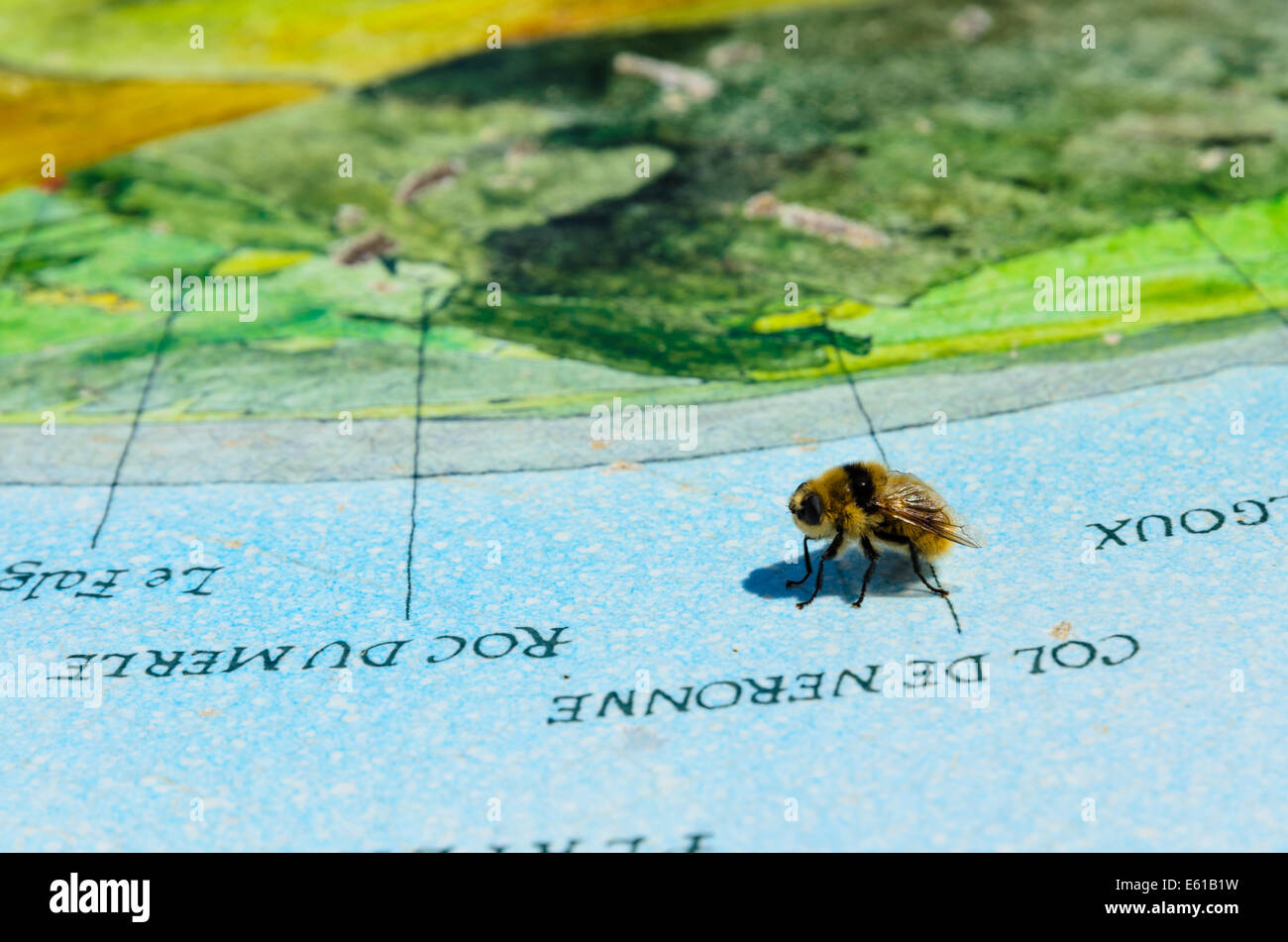 . Navigieren Sie wie Bienen.  Biene auf die Tabelle d'orietation auf dem Gipfel des Puy Mary, Auvergne, Frankreich Stockfoto
