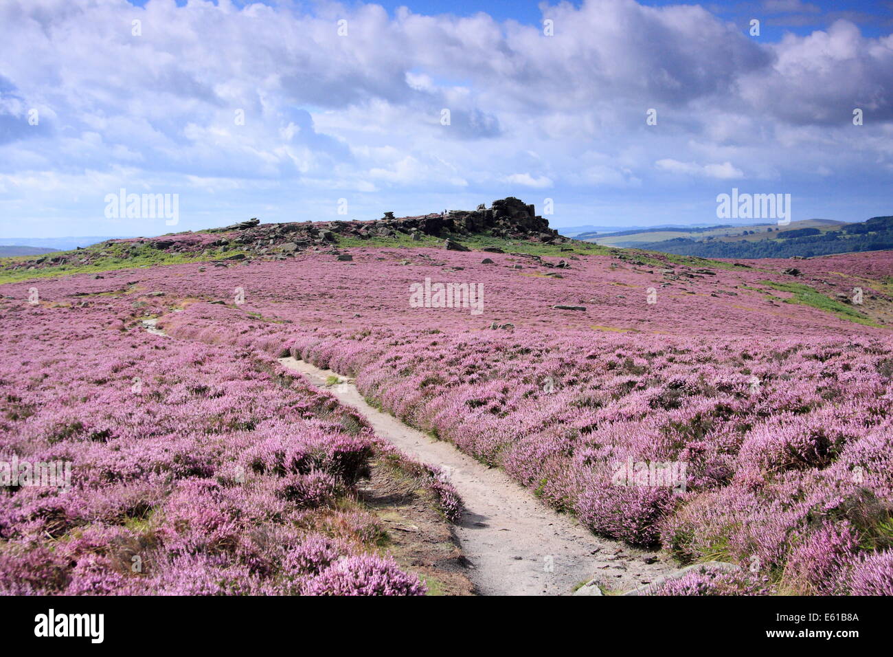 Pubic Fußweg über Heidekraut Moorland im Dunkeln Peak District der Peak District National Park in der Nähe von Hathersage, Derbyshire, England UK Stockfoto