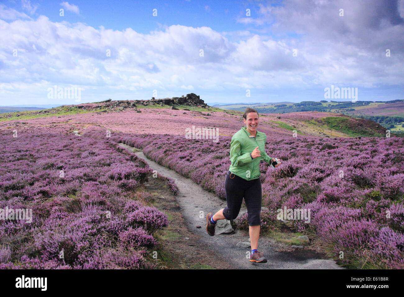 Peak District, Hathersage Moor, UK. 11. August 2014. Wetter: An einem hellen und stürmischen Morgen im Peak District geht ein fiel Läufer glorreichen lila und Magenta Heide in voller Blüte auf Hathersage Moor in der Nähe von Sheffield. Heather Moor ist gleichbedeutend mit dem Moorhuhn schießen Saison, die im Gange Morgen bekommt (12 August). Bildnachweis: Matthew Taylor/Alamy Live-Nachrichten Stockfoto