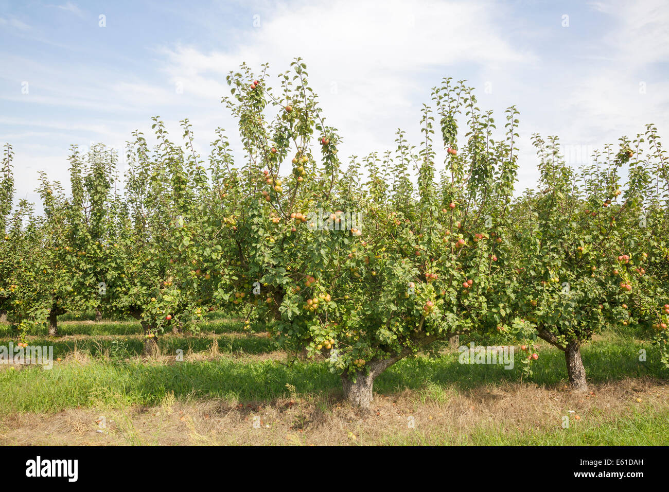 Apfelplantage Stockfoto