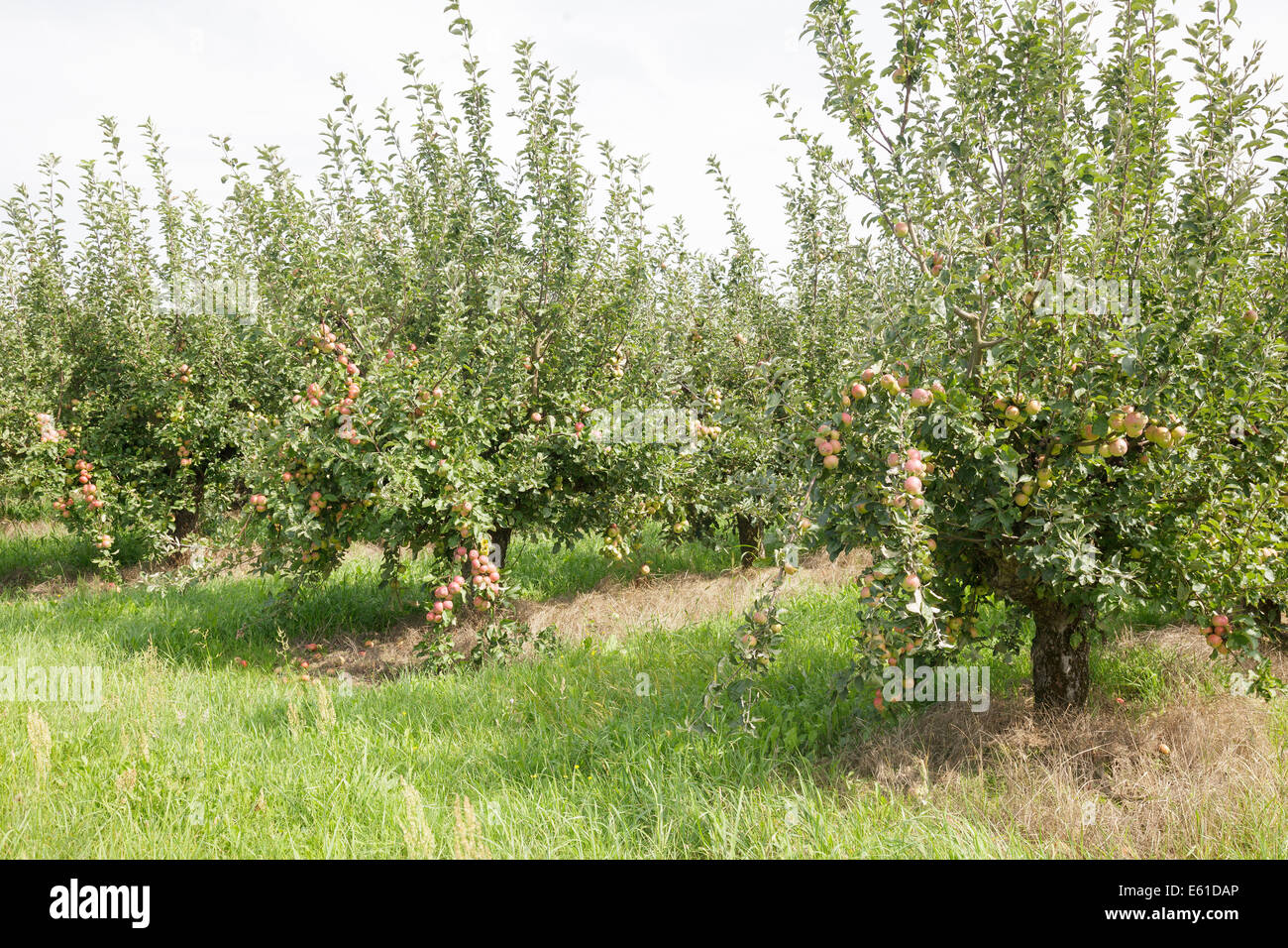 Apfelplantage Stockfoto