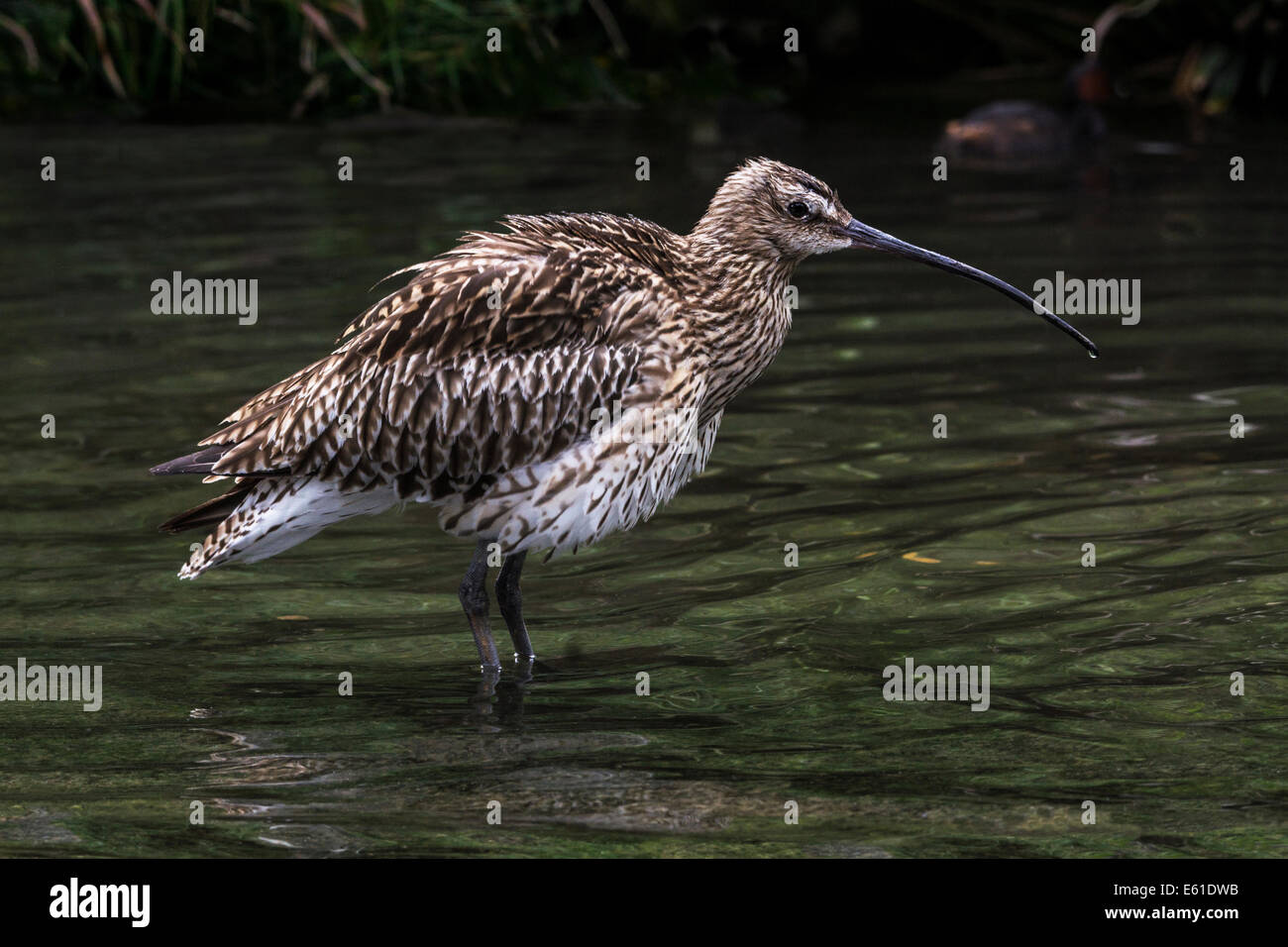 Die Erwachsenen curlew hat eine Rechnung für tiefe Sondierung in den Schlamm des Sumpfes und Meer angepasst. Stockfoto