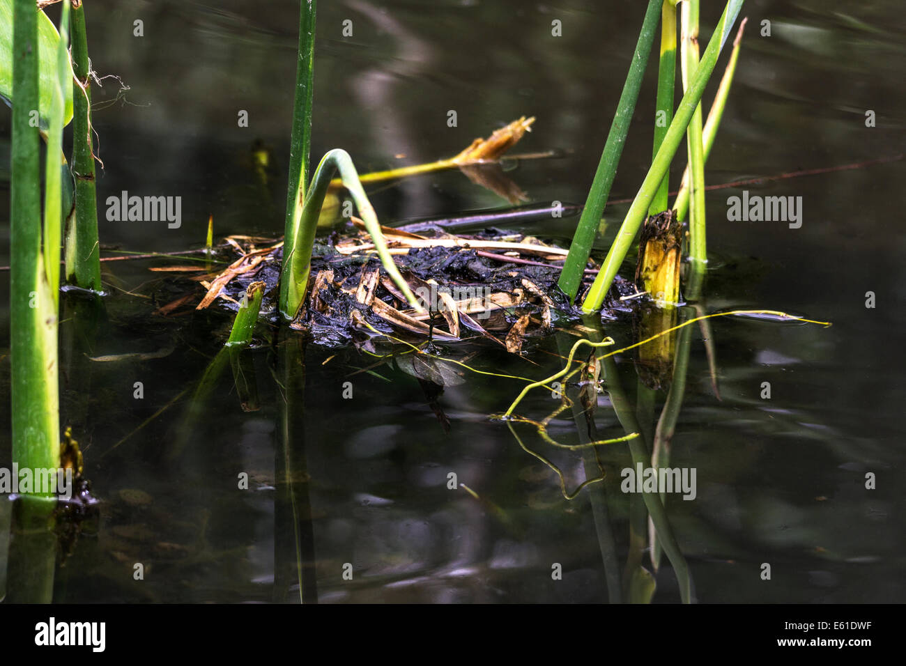 Konstruiertes Feuchtgebiet Stockfotos Und Bilder Kaufen Alamy