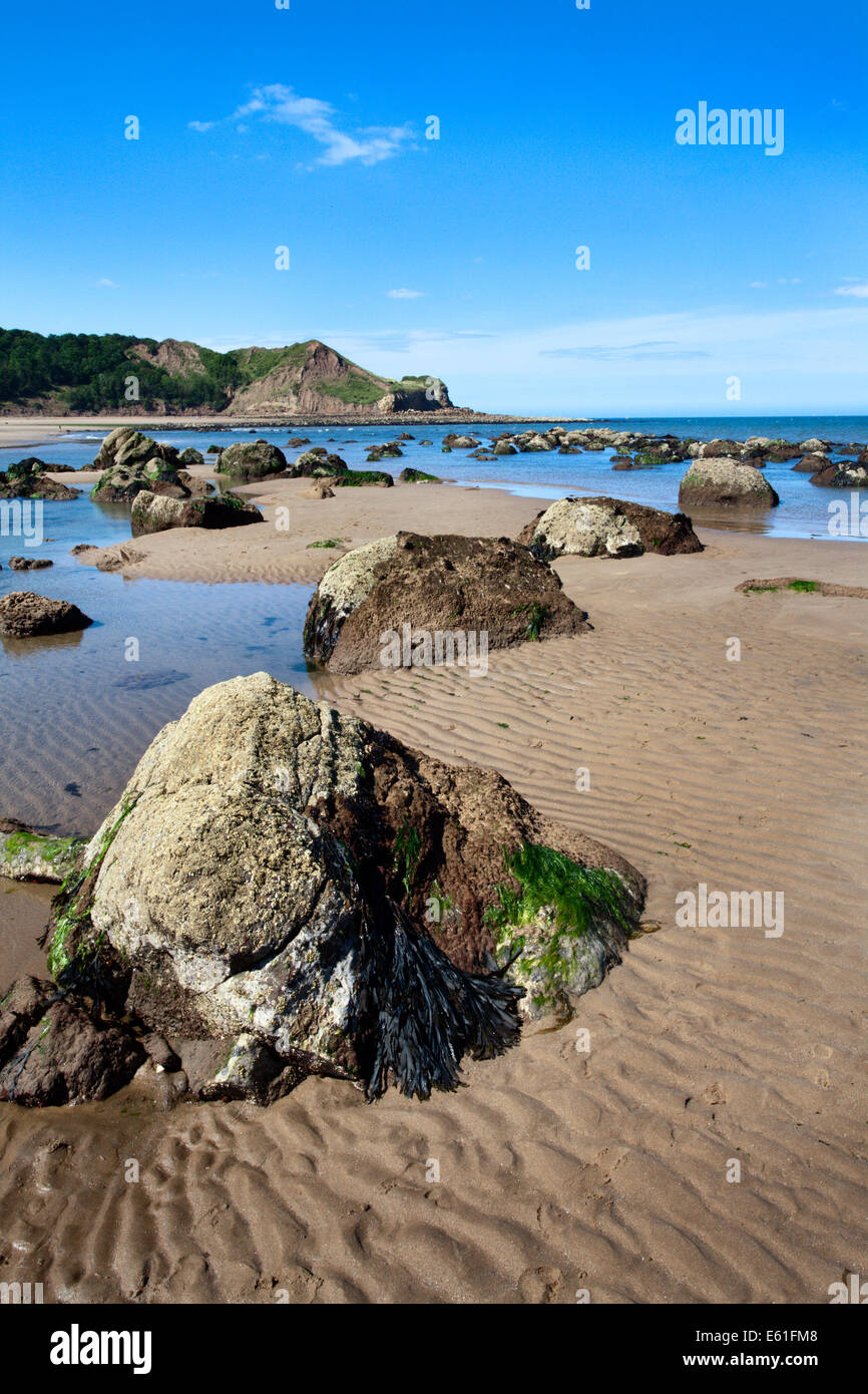 Felsen entlang der Küste zu einem Osgodby Zeitpunkt oder Knipe Punkt Cayton Bay Scarborough North Yorkshire England Stockfoto